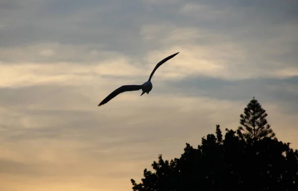 Bird Flying Sunset Sky Background — Stock Photo, Image