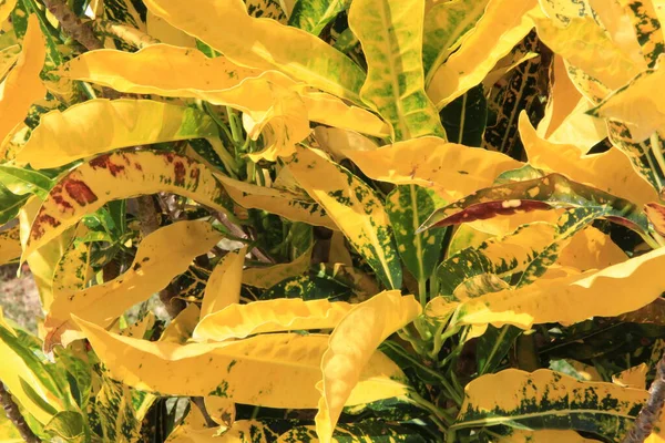 Yellow Leaves Background Close View — Stock Photo, Image