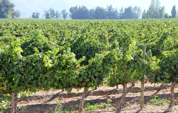 Üzüm bağının manzarası, olgun üzümler.