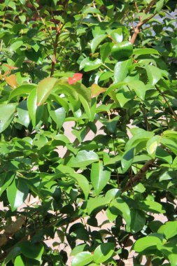 yeşil yapraklar arkaplan yakın çekim görünümü