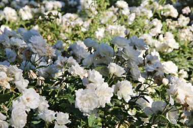 Beyaz çay güllerinin manzarası 