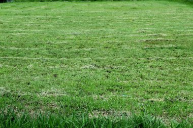 Yeşil çimenlerin bir kısmının yakın görüntüsü