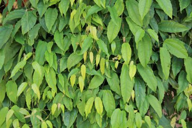 yeşil yapraklar arkaplan yakın çekim görünümü