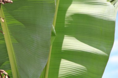 yeşil yapraklar arkaplan yakın çekim görünümü