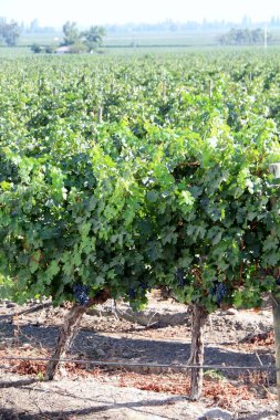 Üzüm bağının manzarası, olgun üzümler.