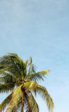 Gökyüzünde rüzgarda savrulan bir palmiye ağacı görüntüsü