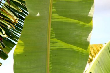 yeşil yapraklar arkaplan yakın çekim görünümü