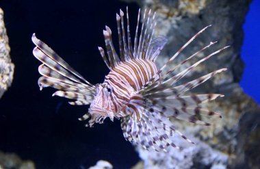 Akvaryum manzaralı tropikal egzotik balıklar 