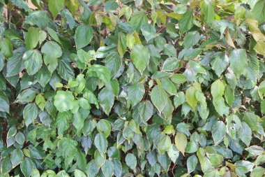 yeşil yapraklar arkaplan yakın çekim görünümü