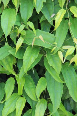 yeşil yapraklar arkaplan yakın çekim görünümü