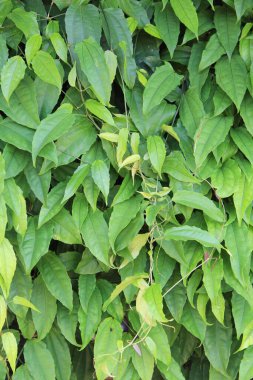 yeşil yapraklar arkaplan yakın çekim görünümü