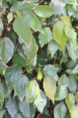 yeşil yapraklar arkaplan yakın çekim görünümü