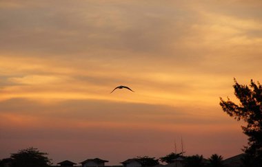 Günbatımında uçan kuş gökyüzü arka planı