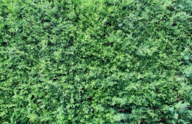 yeşil yapraklar arkaplan yakın çekim görünümü