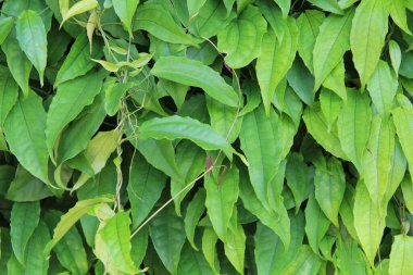 yeşil yapraklar arkaplan yakın çekim görünümü