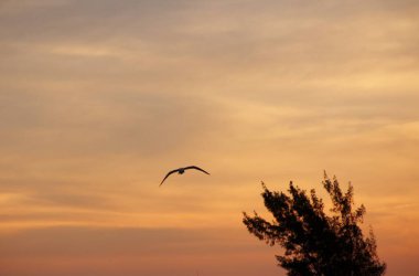 Günbatımında uçan kuş gökyüzü arka planı