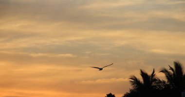 Günbatımında uçan kuş gökyüzü arka planı