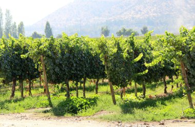 Üzüm bağının manzarası, olgun üzümler.