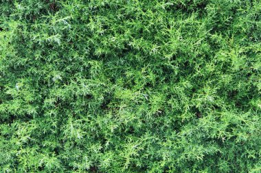 yeşil yapraklar arkaplan yakın çekim görünümü