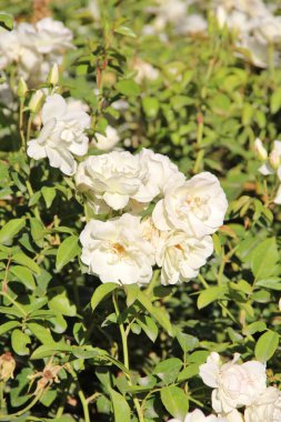 Beyaz çay güllerinin manzarası 