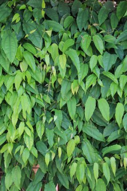 yeşil yapraklar arkaplan yakın çekim görünümü