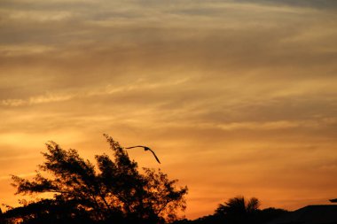 Günbatımında uçan kuş gökyüzü arka planı