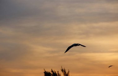 Günbatımında uçan kuş gökyüzü arka planı