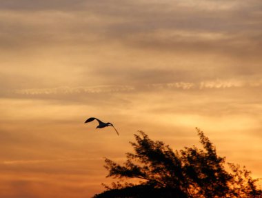 Günbatımında uçan kuş gökyüzü arka planı