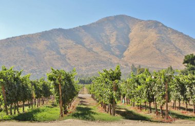 Üzüm bağının manzarası, olgun üzümler.