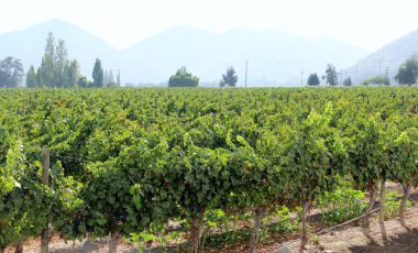 Üzüm bağının manzarası, olgun üzümler.
