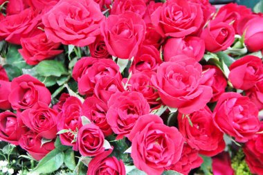 Kırmızı güllerin güzel manzarası 