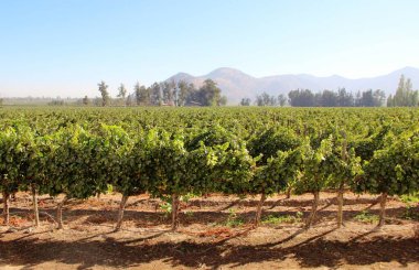 Üzüm bağının manzarası, olgun üzümler.