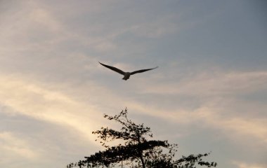 Günbatımında uçan kuş gökyüzü arka planı