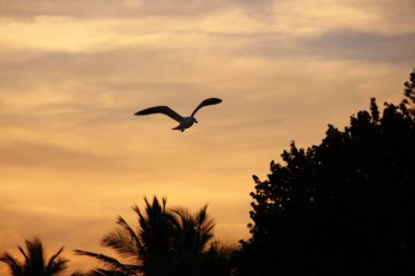 Günbatımında uçan kuş gökyüzü arka planı