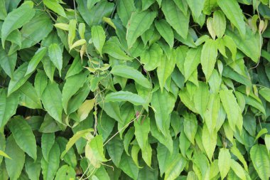 yeşil yapraklar arkaplan yakın çekim görünümü