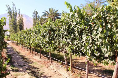 Üzüm bağının manzarası, olgun üzümler.