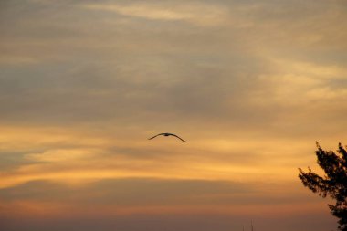 Günbatımında uçan kuş gökyüzü arka planı