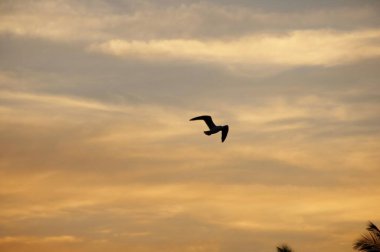Günbatımında uçan kuş gökyüzü arka planı