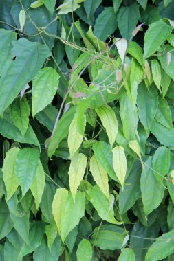 yeşil yapraklar arkaplan yakın çekim görünümü