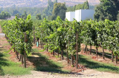 Üzüm bağının manzarası, olgun üzümler.