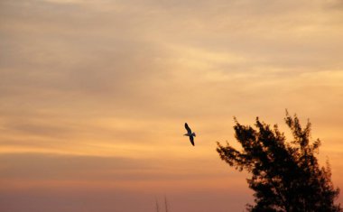Günbatımında uçan kuş gökyüzü arka planı