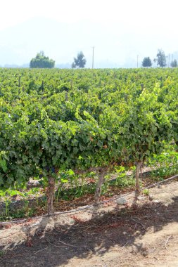 Üzüm bağının manzarası, olgun üzümler.