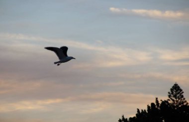 Günbatımında uçan kuş gökyüzü arka planı