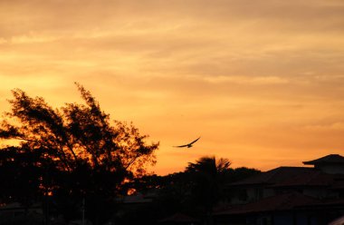 Günbatımında uçan kuş gökyüzü arka planı