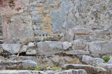 Meksika, Riviera Maya. Seyahat kavramı