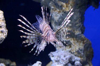 Akvaryum manzaralı tropikal egzotik balıklar 