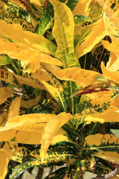 Yellow Leaves Background Close View — Stock Photo, Image