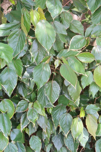 yeşil yapraklar arkaplan yakın çekim görünümü