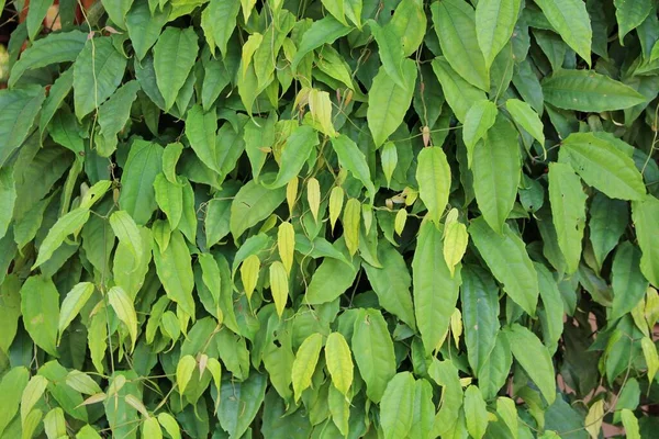 yeşil yapraklar arkaplan yakın çekim görünümü