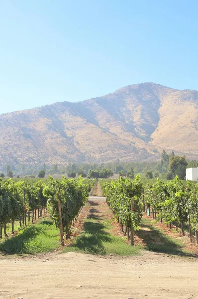 Üzüm bağının manzarası, olgun üzümler.